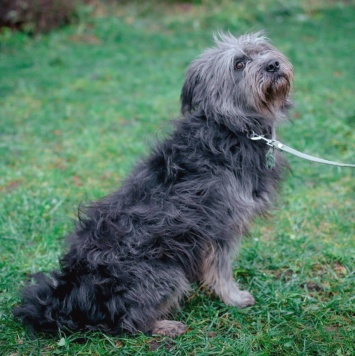 Собаки в добрые руки - Айна - 2