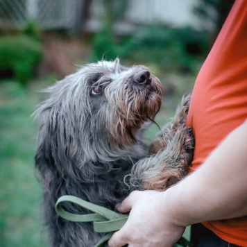 Собаки в добрые руки - Айна - 3