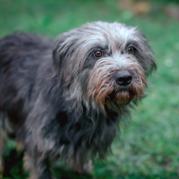 Собаки в добрые руки - Айна - 4