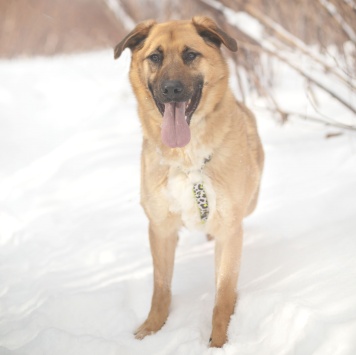 Собаки в добрые руки - Микки - 1