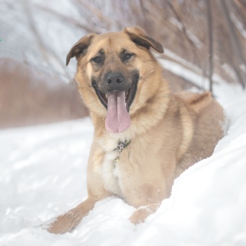 Собаки в добрые руки - Микки - 2
