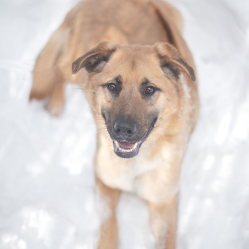 Собаки в добрые руки - Микки - 4