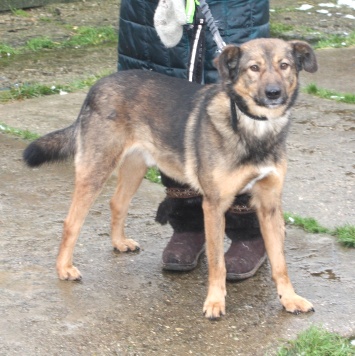 Тимка - Собаки в добрые руки