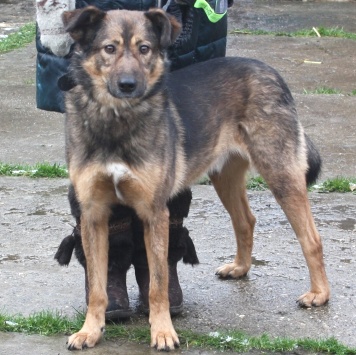 Собаки в добрые руки - Тимка - 1