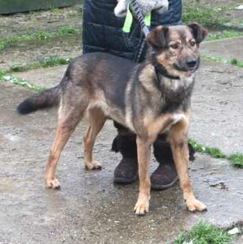 Собаки в добрые руки - Тимка - 2