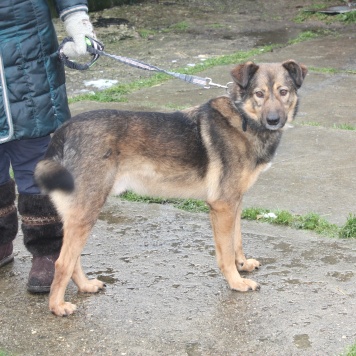 Собаки в добрые руки - Тимка - 3