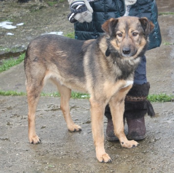 Собаки в добрые руки - Тимка - 4