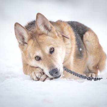 Собаки в добрые руки - Мята