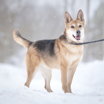 Собаки в добрые руки - Мята - 1