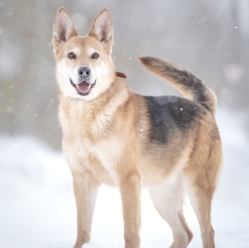 Собаки в добрые руки - Мята - 2