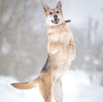 Собаки в добрые руки - Мята - 3