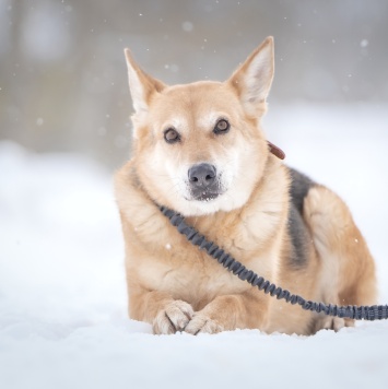 Собаки в добрые руки - Мята - 4