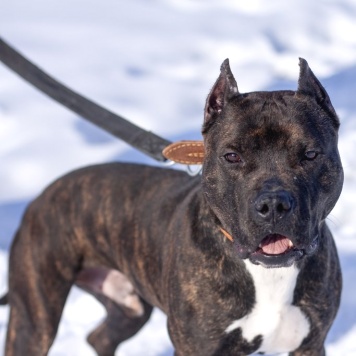 Якобс - Собаки в добрые руки