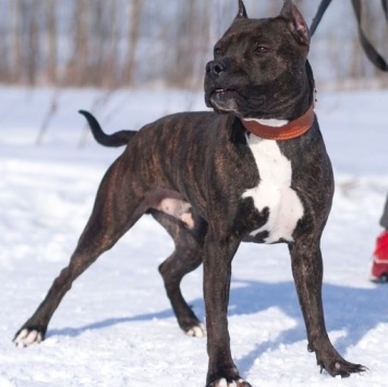 Собаки в добрые руки - Якобс - 1