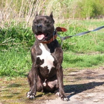 Собаки в добрые руки - Якобс - 1