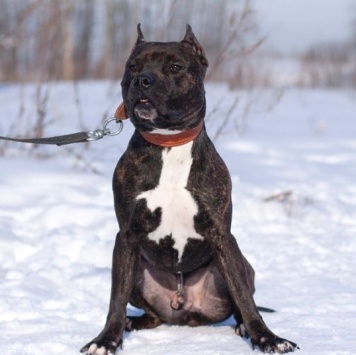 Собаки в добрые руки - Якобс - 2