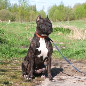 Собаки в добрые руки - Якобс - 2