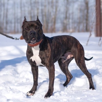 Собаки в добрые руки - Якобс - 3