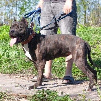 Собаки в добрые руки - Якобс - 3