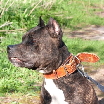 Собаки в добрые руки - Якобс - 4