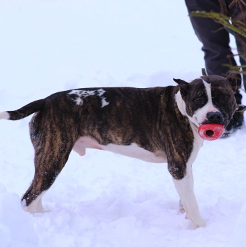 Такеши - Собаки в добрые руки