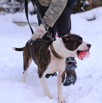 Собаки в добрые руки - Такеши - 1