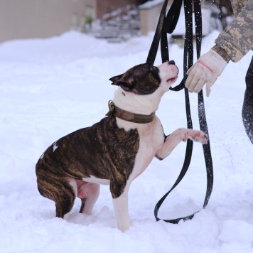 Собаки в добрые руки - Такеши - 2