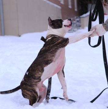 Собаки в добрые руки - Такеши - 3