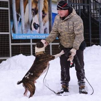 Собаки в добрые руки - Такеши - 4