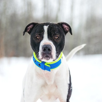 Георг - Собаки в добрые руки