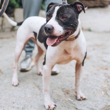 Собаки в добрые руки - Георг