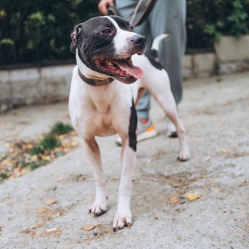 Собаки в добрые руки - Георг - 1