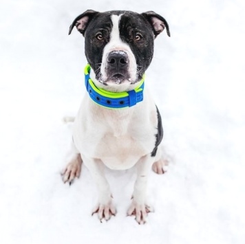 Собаки в добрые руки - Георг - 2