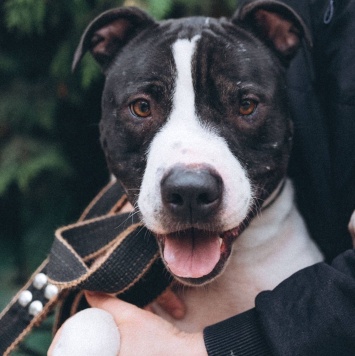 Собаки в добрые руки - Георг - 2