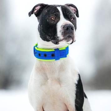 Собаки в добрые руки - Георг - 3