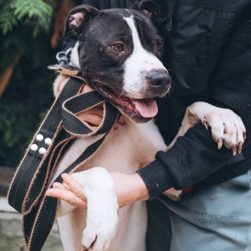 Собаки в добрые руки - Георг - 3