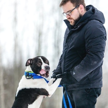 Собаки в добрые руки - Георг - 4