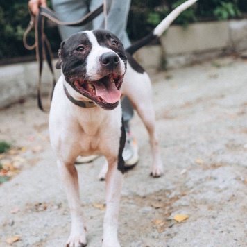 Собаки в добрые руки - Георг - 4