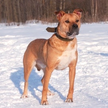 Собаки в добрые руки - Олли