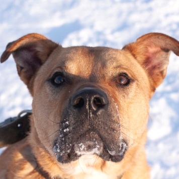 Собаки в добрые руки - Олли - 1