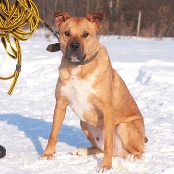 Собаки в добрые руки - Олли - 2