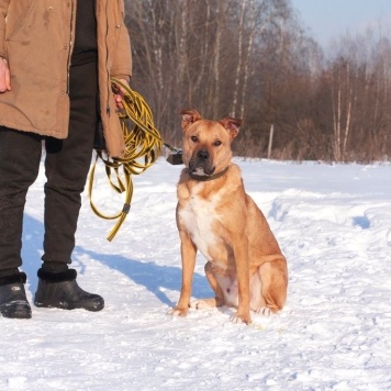 Собаки в добрые руки - Олли - 3