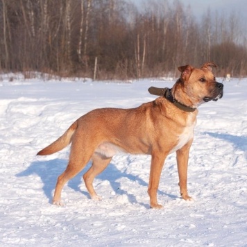 Собаки в добрые руки - Олли - 4