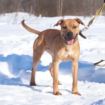 Собаки в добрые руки - Чернигов