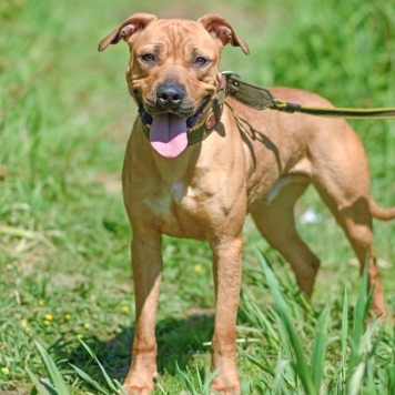 Чернигов - Собаки в добрые руки