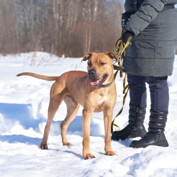 Собаки в добрые руки - Чернигов - 1