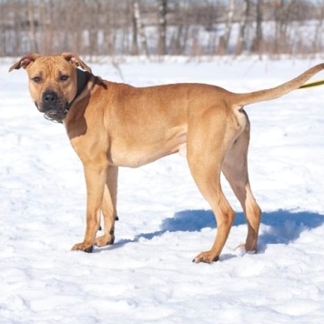 Собаки в добрые руки - Чернигов - 2