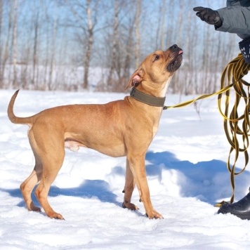 Собаки в добрые руки - Чернигов - 3