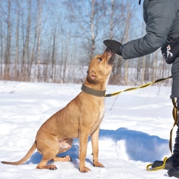 Собаки в добрые руки - Чернигов - 4