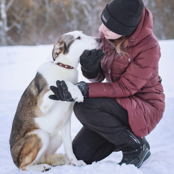 Собаки в добрые руки - Снежа